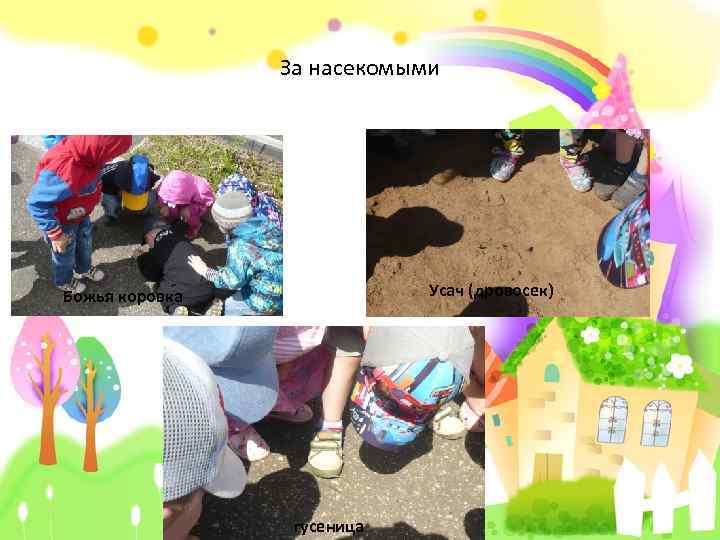 За насекомыми Усач (дровосек) Божья коровка гусеница 