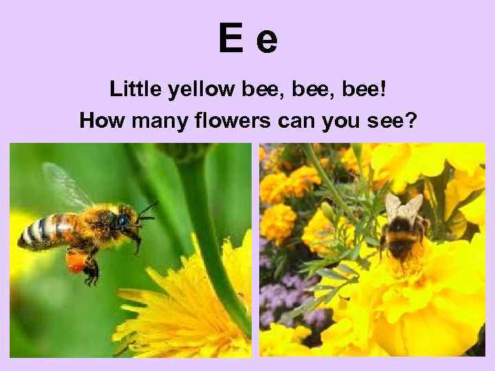 E e Little yellow bee, bee! How many flowers can you see? 