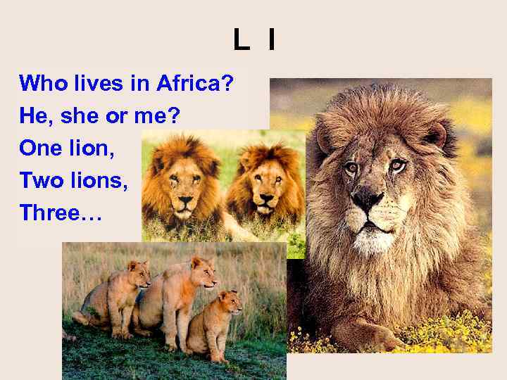 L l Who lives in Africa? He, she or me? One lion, Two lions,