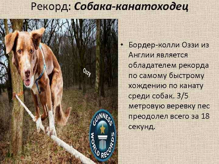 Рекорд: Собака-канатоходец • Бордер-колли Оззи из Англии является обладателем рекорда по самому быстрому хождению