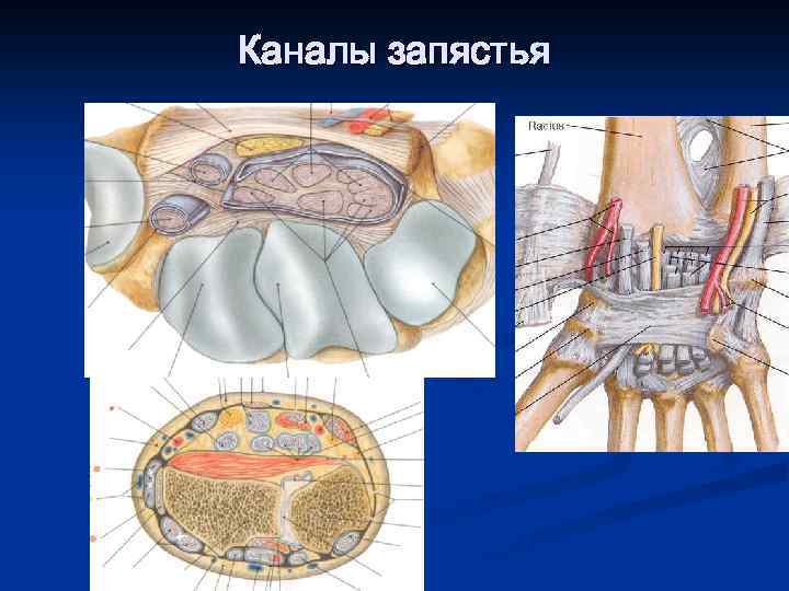 Каналы запястья 