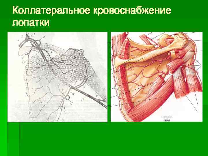 Коллатеральное кровоснабжение лопатки 