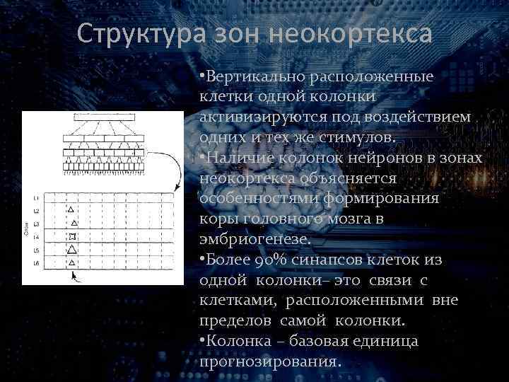 Структура зон неокортекса • Вертикально расположенные клетки одной колонки активизируются под воздействием одних и