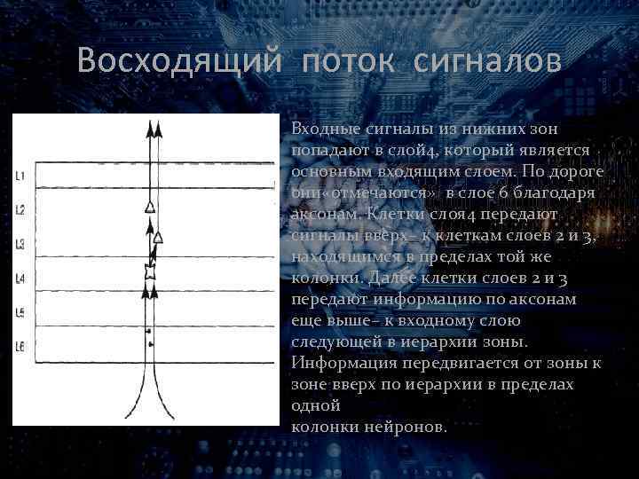 Восходящий поток сигналов Входные сигналы из нижних зон попадают в слой 4, который является