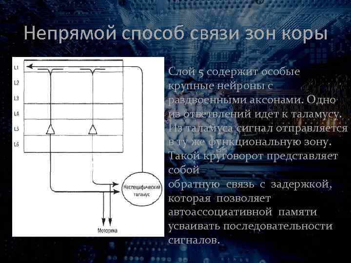 Непрямой способ связи зон коры Слой 5 содержит особые крупные нейроны с раздвоенными аксонами.