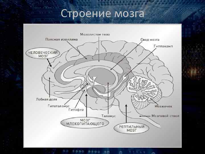 Строение мозга 