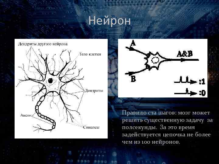 Нейрон Правило ста шагов: мозг может решить существенную задачу за полсекунды. За это время
