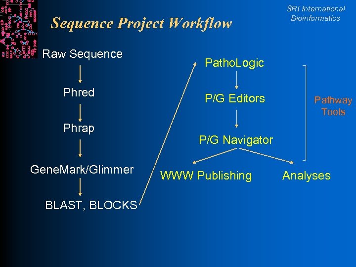 Sequence Project Workflow Raw Sequence Phred Phrap Gene. Mark/Glimmer BLAST, BLOCKS SRI International Bioinformatics