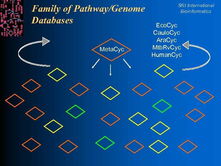 Family of Pathway/Genome Databases Meta. Cyc SRI International Bioinformatics Eco. Cyc Caulo. Cyc Ara.