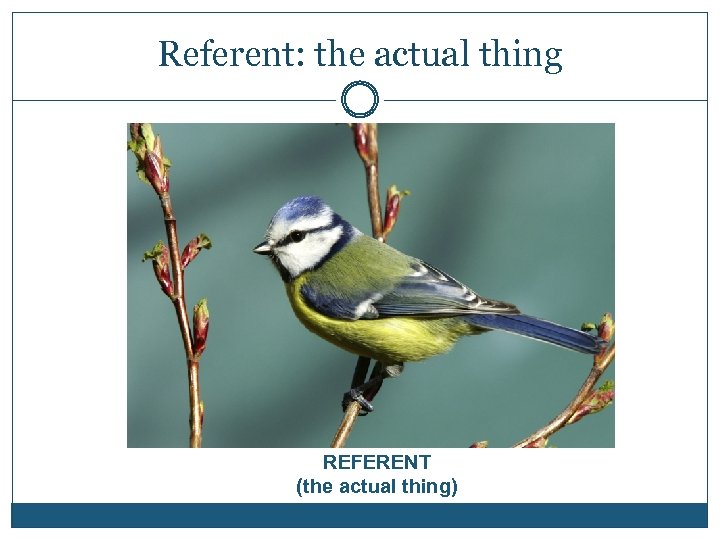 Referent: the actual thing REFERENT (the actual thing) 