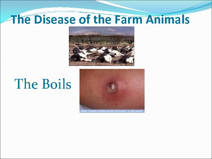 The Disease of the Farm Animals The Boils 