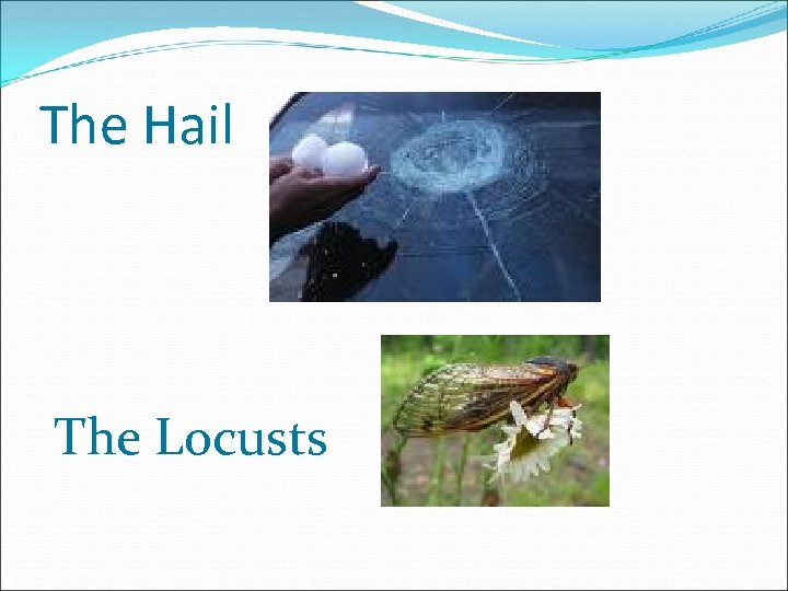 The Hail The Locusts 