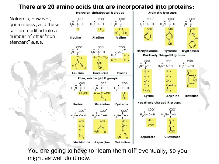 There are 20 amino acids that are incorporated into proteins: Nature is, however, quite