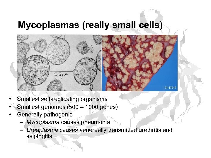 Mycoplasmas (really small cells) • Smallest self-replicating organisms • Smallest genomes (500 – 1000