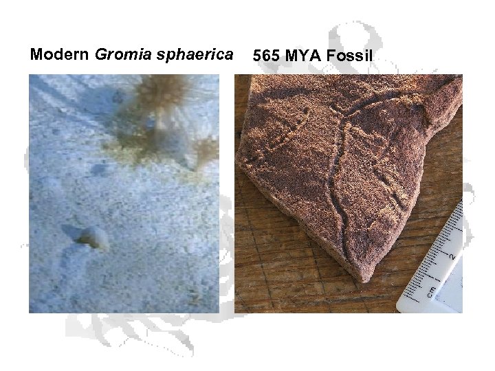 Modern Gromia sphaerica 565 MYA Fossil 