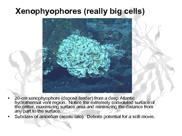 Xenophyophores (really big cells) • • 20 -cm xenophyophore (deposit feeder) from a deep