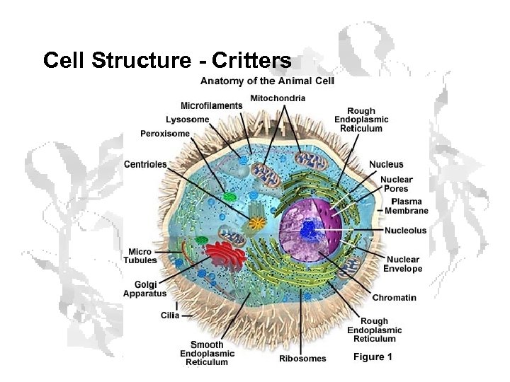 Cell Structure - Critters 