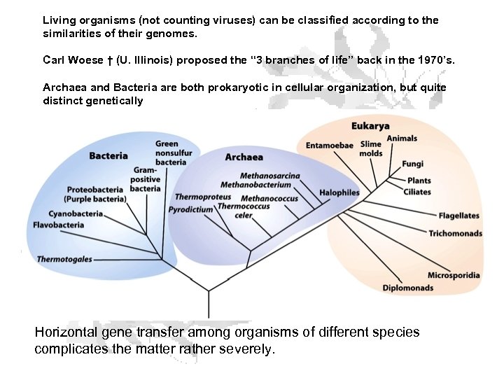 Living organisms (not counting viruses) can be classified according to the similarities of their