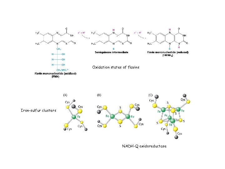 Oxidation states of flavins Iron-sulfur clusters NADH-Q oxidoreductase 
