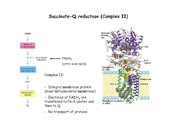 Succinate-Q reductase (Complex II) FADH 2 (citric acid cycle) Complex II: - Integral membrane
