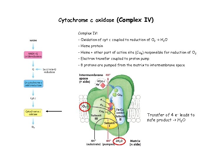 Cytochrome c oxidase (Complex IV) Complex IV: - Oxidation of cyt c coupled to