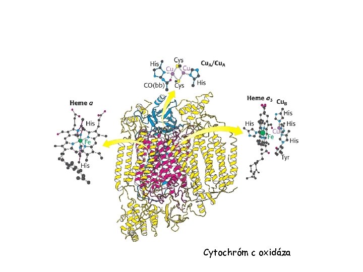 Cytochróm c oxidáza 