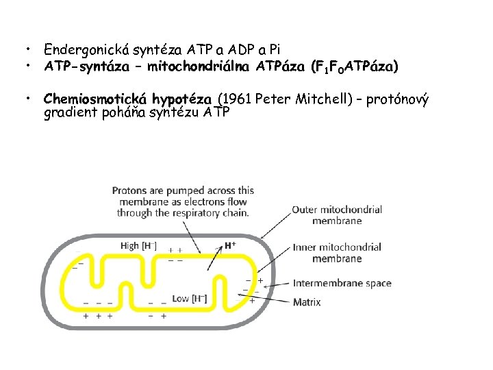  • Endergonická syntéza ATP a ADP a Pi • ATP-syntáza – mitochondriálna ATPáza