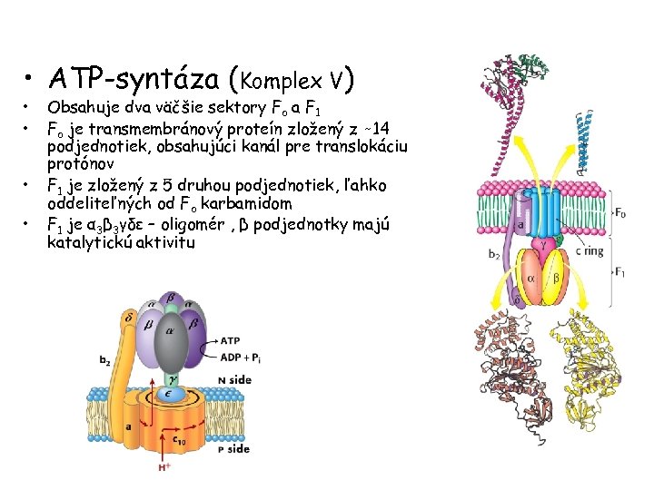  • ATP-syntáza (Komplex V) • • Obsahuje dva väčšie sektory Fo a F
