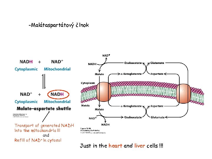 -Malátaspartátový člnok Transport of generated NADH into the mitochondria !!! and + in cytosol