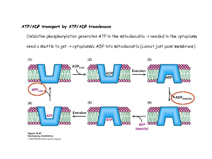 ATP/ADP transport by ATP/ADP translocase Oxidative phosphorylation generates ATP in the mitochondria -> needed
