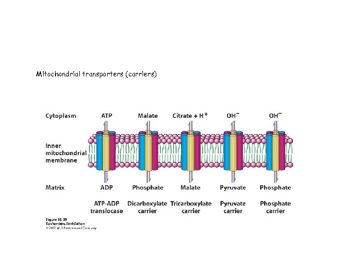Mitochondrial transporters (carriers) 