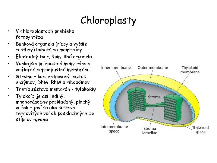 Chloroplasty • • V chloroplastoch prebieha fotosyntéza Bunková organela (riasy a vyššie rastliny) bohatá