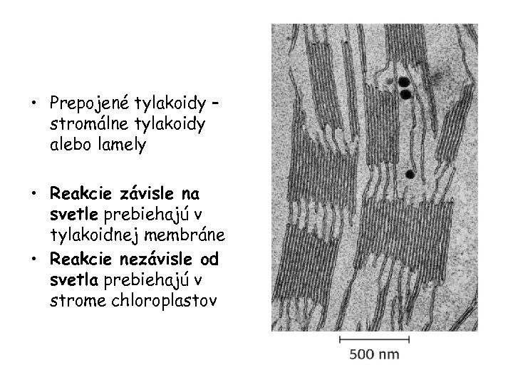  • Prepojené tylakoidy – stromálne tylakoidy alebo lamely • Reakcie závisle na svetle