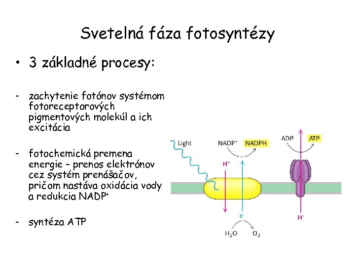 Svetelná fáza fotosyntézy • 3 základné procesy: - zachytenie fotónov systémom fotoreceptorových pigmentových molekúl