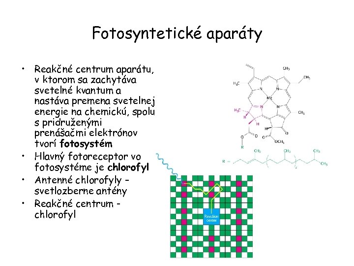 Fotosyntetické aparáty • Reakčné centrum aparátu, v ktorom sa zachytáva svetelné kvantum a nastáva