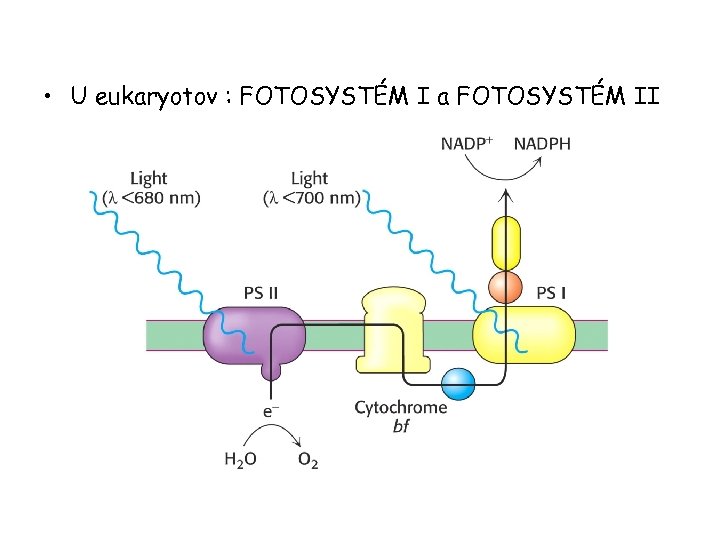  • U eukaryotov : FOTOSYSTÉM I a FOTOSYSTÉM II 