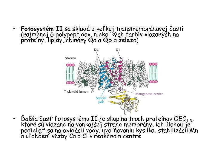  • Fotosystém II sa skladá z veľkej transmembránovej časti (najmenej 6 polypeptidov, niekoľkých