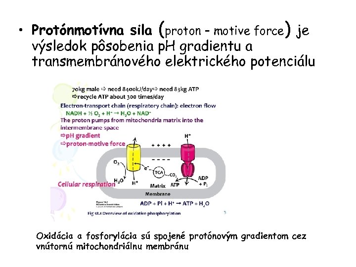  • Protónmotívna sila (proton – motive force) je výsledok pôsobenia p. H gradientu