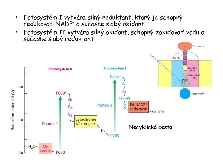  • Fotosystém I vytvára silný reduktant, ktorý je schopný redukovať NADP+ a súčasne