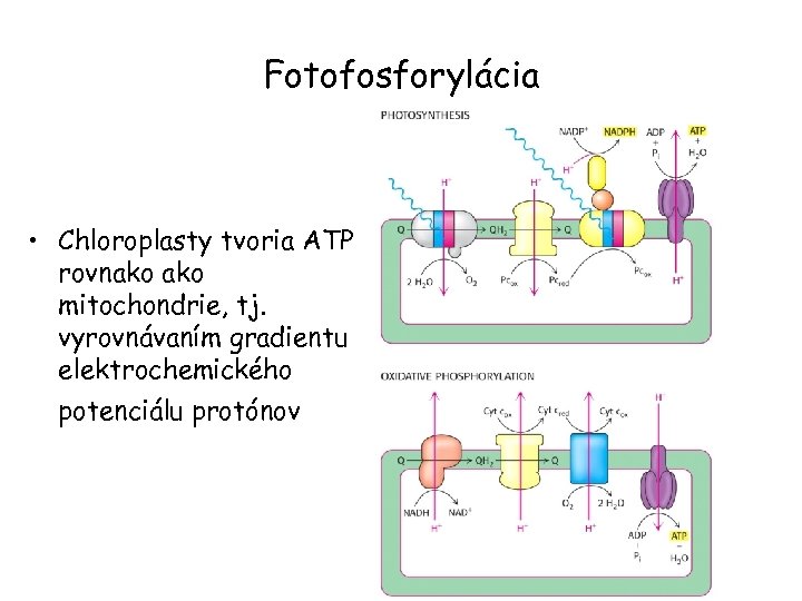 Fotofosforylácia • Chloroplasty tvoria ATP rovnako mitochondrie, tj. vyrovnávaním gradientu elektrochemického potenciálu protónov 