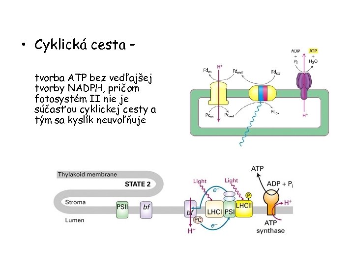  • Cyklická cesta – tvorba ATP bez vedľajšej tvorby NADPH, pričom fotosystém II