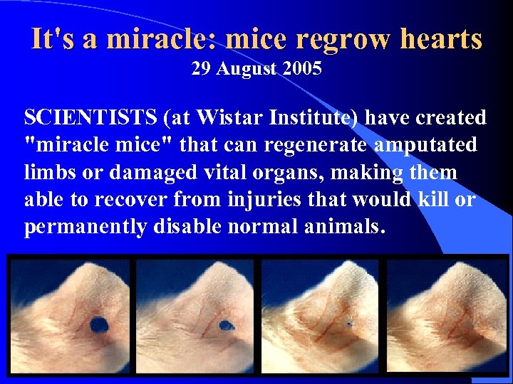 It's a miracle: mice regrow hearts 29 August 2005 SCIENTISTS (at Wistar Institute) have