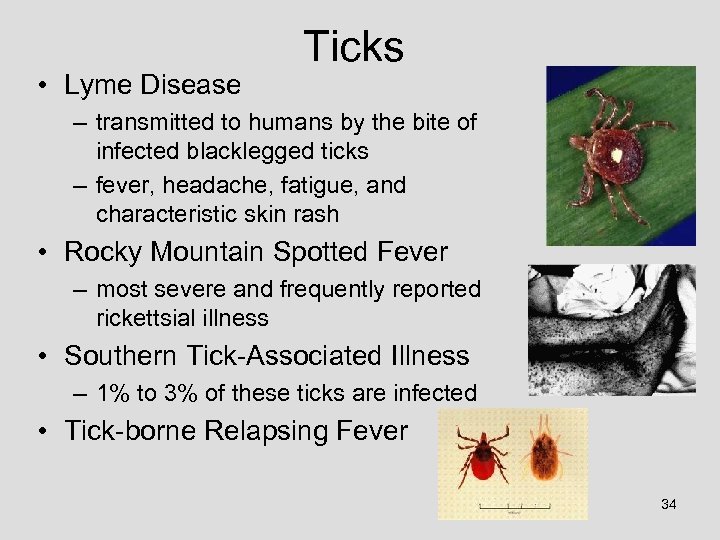  • Lyme Disease Ticks – transmitted to humans by the bite of infected