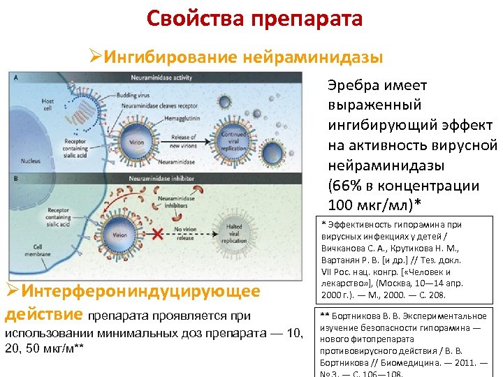 Свойства препарата ØИнгибирование нейраминидазы Эребра имеет выраженный ингибирующий эффект на активность вирусной нейраминидазы (66%