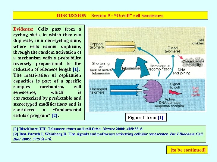 DISCUSSION – Section 9 - “On/off” cell senescence Evidence: Cells pass from a cycling