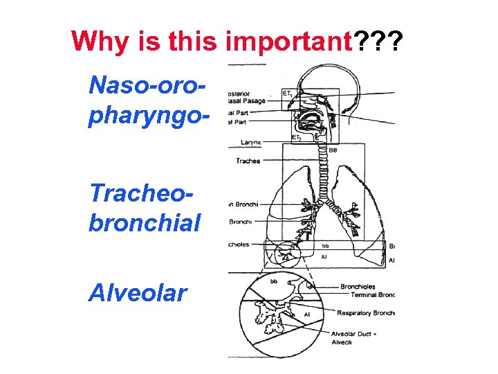 Why is this important? ? ? Naso-oropharyngo. Tracheobronchial Alveolar 