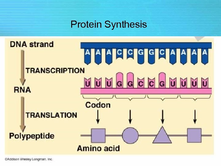 Protein Synthesis 