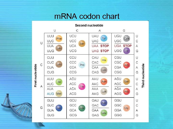 m. RNA codon chart 