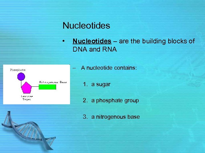Nucleotides • Nucleotides – are the building blocks of DNA and RNA – A