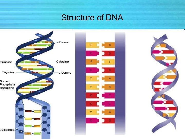 Structure of DNA 